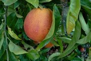 '桑吉内利'血橙'Sanguinelli' blood orange