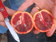'桑吉内利'血橙Sanguinelli' blood orange