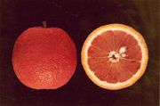'桑吉耐洛莫斯卡托'血橙Citrus sinensis 'Sanguinello Moscato'