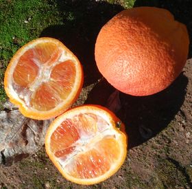 '特墨尔 塔罗科'血橙'Thermal Tarocco' blood orange