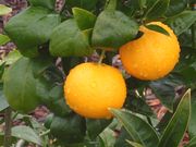 '瓦尼格利亚桑格诺'血橙'Vainiglia Sanguigno' blood orange