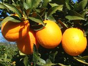 '华盛顿'血橙Washington Sanguine light blood orange