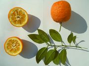 来自阿富汉的酸橙 A sour orange from Afghanistan