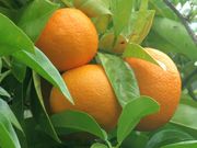 酸橙Sour orange, Citrus aurantium