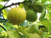 ‘倍加美’Bergamot