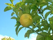 香檬Bergamot