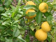 ‘倍加美’香檬Bergamot