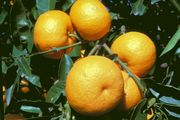 ‘莱瑟亥德’酸橙Leatherhead sour orange
