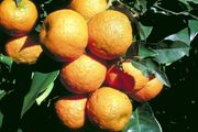 ‘塞维拉诺’Citrus aurantium 'Sevillano' 