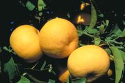 ‘鸟栖’Tosu sour orange, Citrus neoaurantium