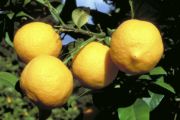 ‘卡塔’Khatta, Citrus karna