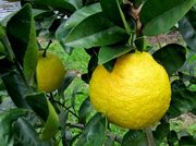 ‘三宝柑’Sanbokan, Citrus sulcata