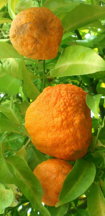 ‘花束’酸橙'Bouquet de fleurs' sour orange