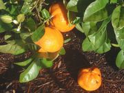 ‘座代代’Zadaidai sour orange, Citrus rokugatsu