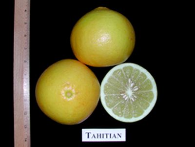 ‘塔希提’Tahitian pomelo