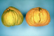 ‘丑柚’ Citrus grandis 'Ugli'