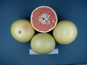 ‘粉红福斯特’Grapefruit 'Foster'