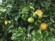 ‘梅洛金’Grapefruit 'Melogold'
