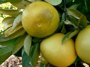 ‘普尔曼’甜橙 Poorman orange