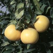 ‘雷露比’Grapefruit 'Ray Ruby'