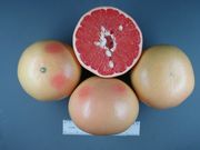 ‘里约红’Grapefruit 'Rio Red'