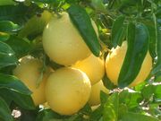 ‘沙姆巴’'Shambar' grapefruit