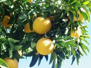 ‘星露比’Star Ruby grapefruit