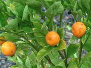 '长实'金柑Nagami kumquat