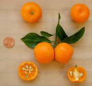 '卡拉蒙丁'四季橘Citrus madurensis, Calamondin