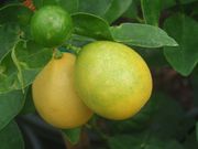'尤斯蒂斯'莱姆金柑 Limequat 'Eustis'