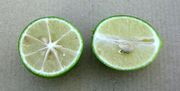 '尤斯蒂斯'莱姆金柑Limequat 'Eustis'