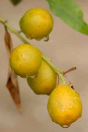 '马来亚'金柑Fortunella polyandra, Malayan kumquat