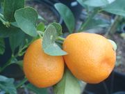 '福州'金柑Fukushu kumquat