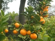 '福州'金柑Fukushu kumquat