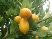 '塔瓦里斯'莱姆金柑Limequat 'Tavares'