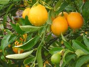 '托马斯维尔'枳橙金柑 Citrangequat 'Thomasville'