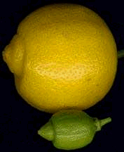 (甜)利梅塔(Sweet) Limetta, Citrus limetta