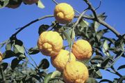 粗柠檬Rough lemon, Citrus jambhiri