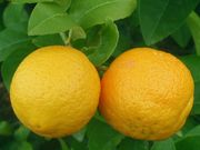 '沃尔卡默'Volkamer lemon