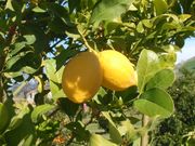 '延本'柠檬'Yen Ben' Lisbon lemon