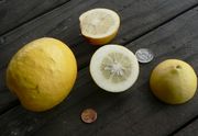 ‘金杰’莱姆Citrus assamensis