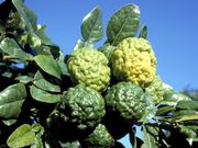 ‘卡菲尔’莱姆Kaffir lime, Citrus hystrix