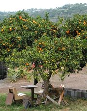 ‘科纳’莱姆Citrus × jambhiri 'Kona Lime'