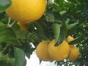 ‘印度’莱姆Indian lime, Citrus × limon