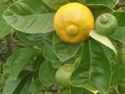 ‘马拉喀什利梅塔’莱姆Marrakech limonetta