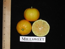 ‘米尔斯威特利梅塔’莱姆'Millsweet' limetta