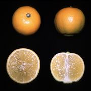 ‘波蒙娜’甜柠檬Pomona acidless lemon