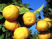 ‘朗布尔贾恩’莱姆Rangpur lime, 'Rangpour jaune'