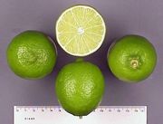 ‘塔希提’莱姆Tahiti lime, Citrus latifolia
