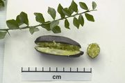 '杜伦斯翡翠'指檬Citrus australasica 'Durhams Emerald'
